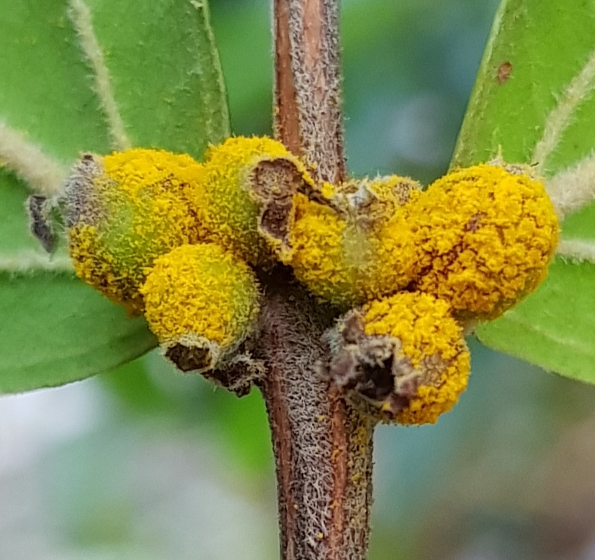 Iron Malletwood (Rhodamnia sessiliflora)